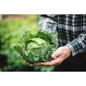 cabbage (21)-8963973-45149.webp